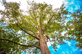 Best Fruit Tree Pruning  in Brittany Farms The Highlands, PA